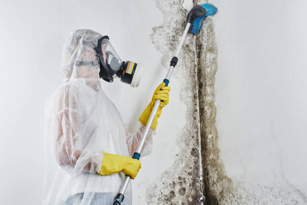 Best Residential Mold Removal  in Bellingham, WA