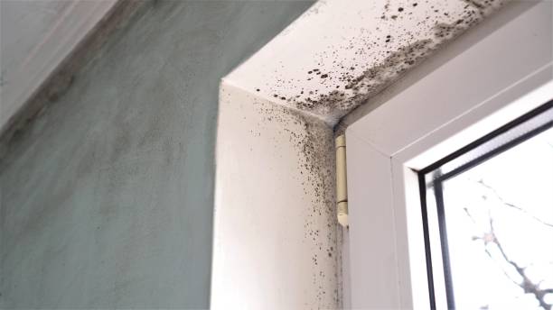 Best Mold Testing  in Bellingham, WA