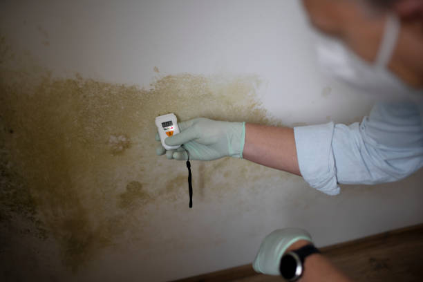Best Affordable Mold Removal  in Bellingham, WA