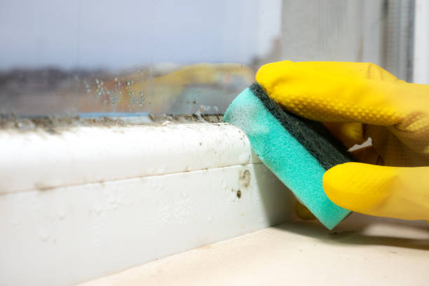 Best Mold Testing  in Bellingham, WA