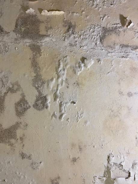 Best Certified Mold Removal  in Bellingham, WA