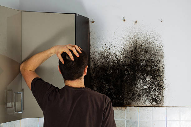 Best Mold Remediation Experts  in Bellingham, WA