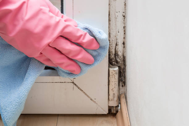 Best Attic Mold Removal  in Bellingham, WA
