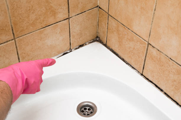 Best Local Mold Removal Service  in Bellingham, WA